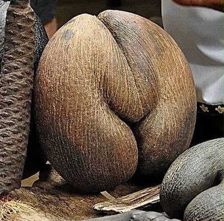 The coco de mer, the largest and heaviest seed of any plant on Earth, found only in Seychelles