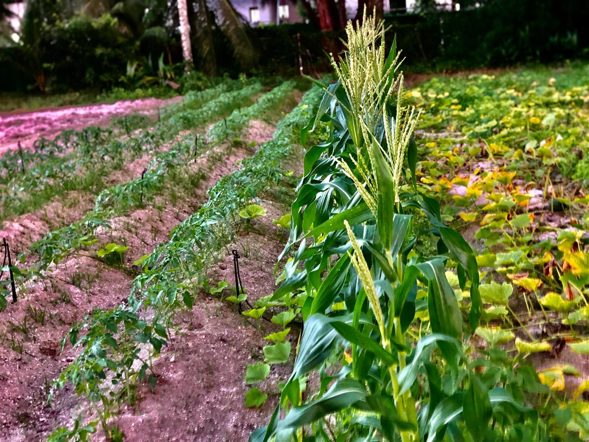 Corn growing on the Alibel family farm