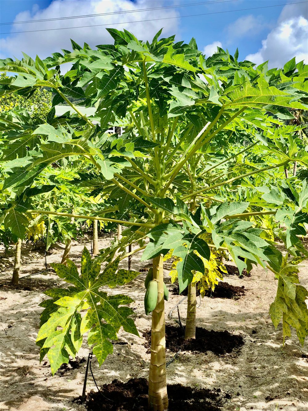 Papaya trees on the Alibel farm