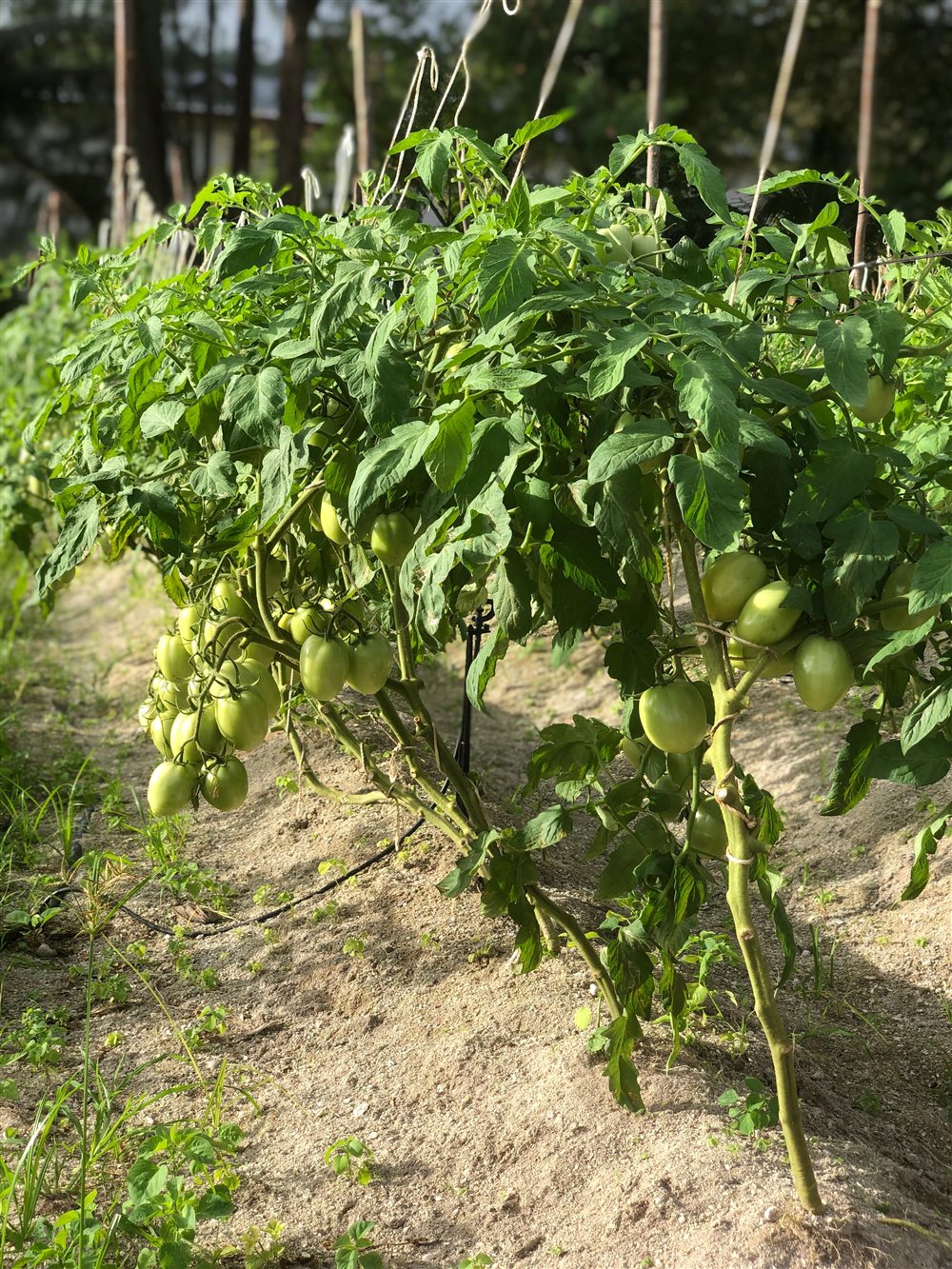 Tomatoes ripening on the Alibel farm