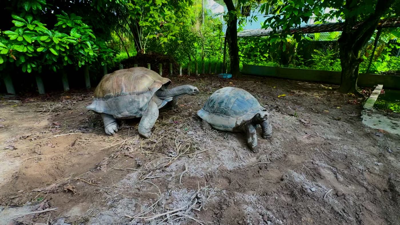 Thomas, a 197-year-old Aldabra giant tortoise, in the garden at Alibel Beach Villa